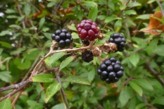 thumb_P1070523_1024