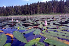 2018 Finnland  (12)
