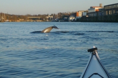 16-Ma-rz-Delfine-1