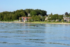 Schweinswale