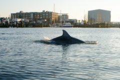 Delphin_1