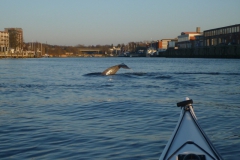 Delphin_2