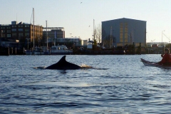 Delphin_3