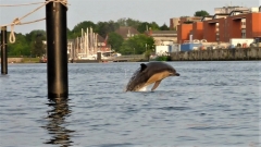 Delfin-4.5.-OU-1