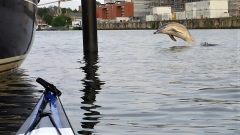 Delfin-4.5.-OU-2
