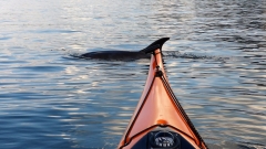 Delfin-9.5.-UU
