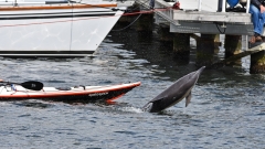 Delfin-MB-10