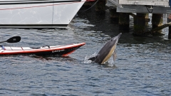 Delfin-MB-2