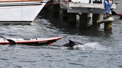 Delfin-MB-3