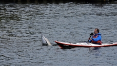 Delfin-MB-4