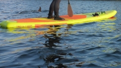 Delfin-OU-1
