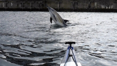 Delfin-OU-12