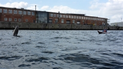 Delfin-OU-13