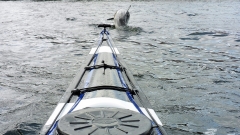 Delfin-OU-15