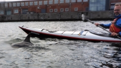 Delfin-OU-17