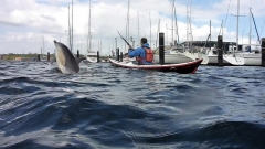 Delfin-OU-2