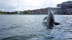 Delfin-OU-21