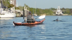 Delfin-OU-7