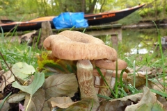 Herbst 18 OU (21)