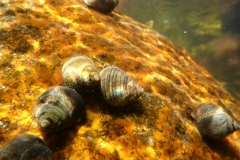 LT 2.4. OU (17)
