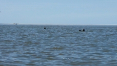 Nordsee-19-OU-12