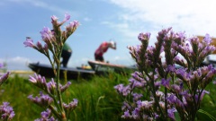 OU-Nordsee-Eider-2025-8