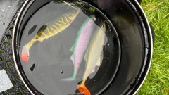 Bouillabaise-Ball-1