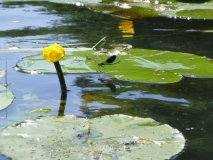 Seerose mit Falter