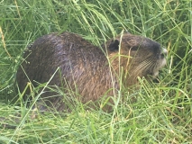 Nutria