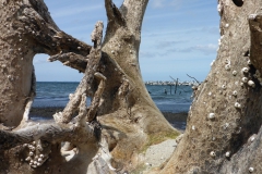 Stralsunder Kanuwoche OU (7)