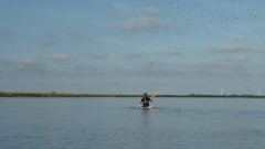Eider-OU-5
