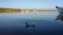 Eider-OU-9