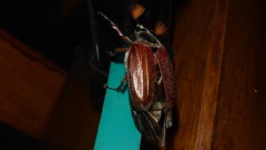 Tanz-in-den-Mai-2025-19